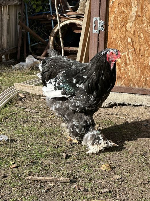 Cocosi brahma tineret