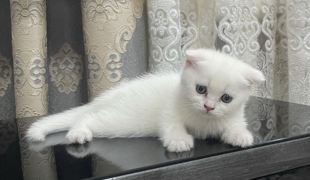 Котята белые породистие девочка