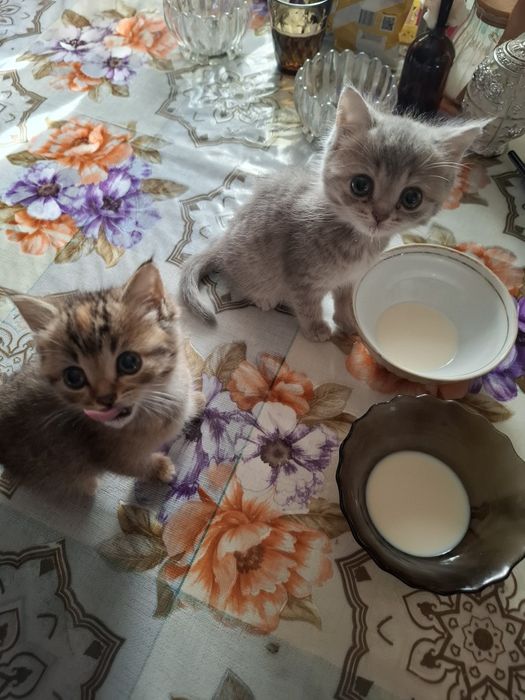 Две кошечки, даром!