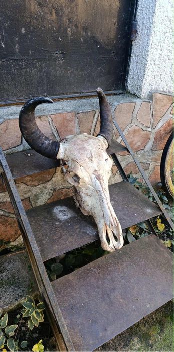 Череп с големи рога