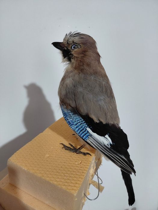 Gaita impaiata, taxidermie G2