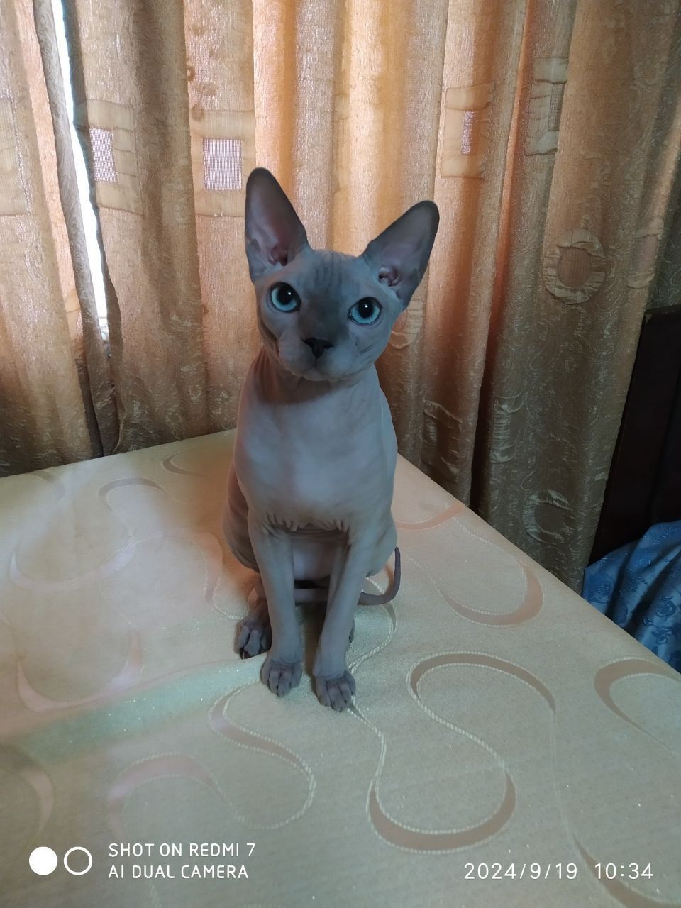 Вязка котик опытный, котята получаются здоровенькими и крупными, фото