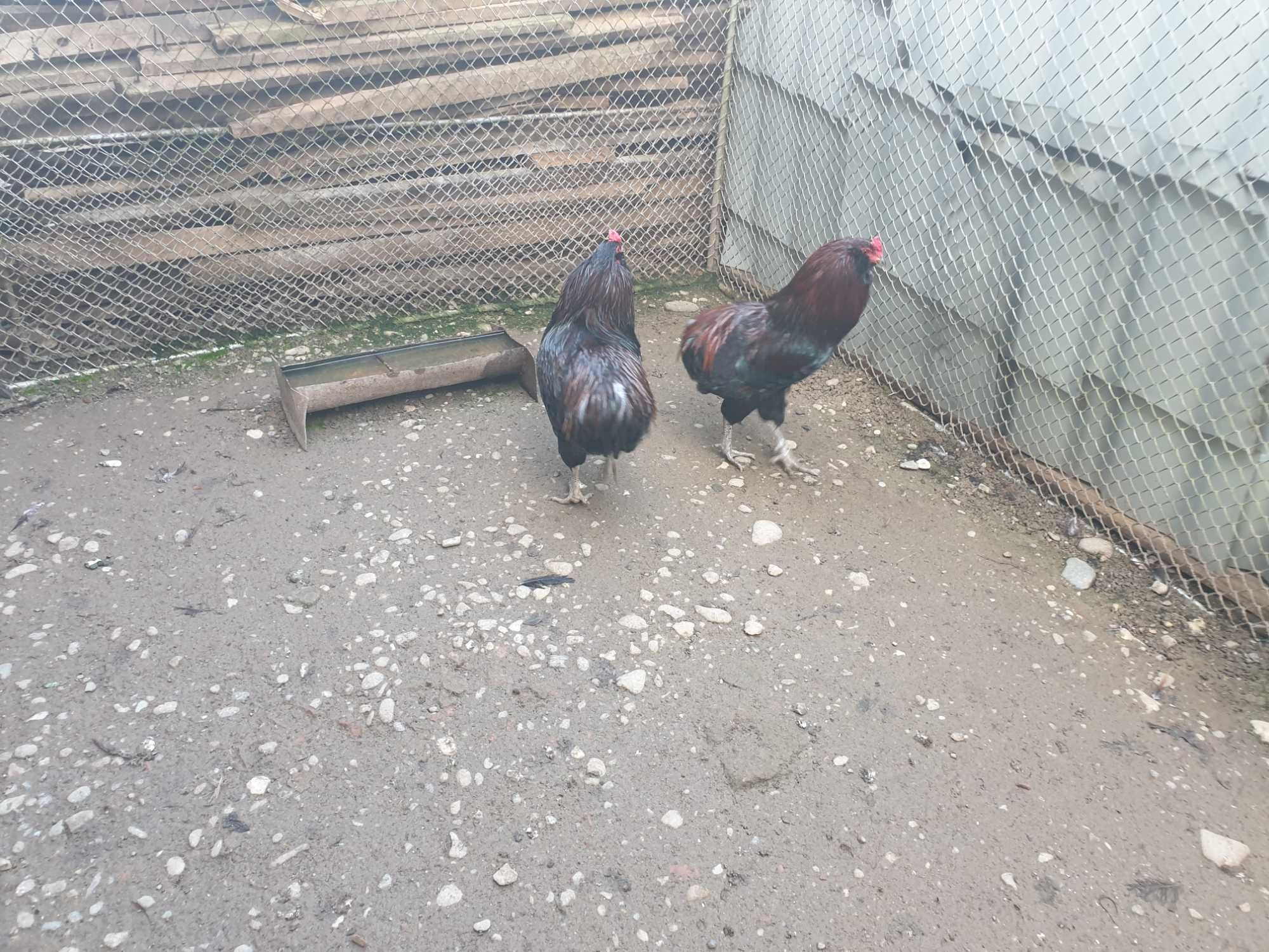 Cocoși de rasă Araucana potarnichiu sălbatic 2023