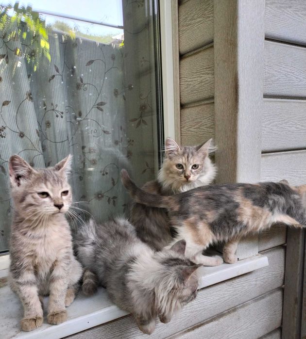 Отдам котят 4 мес.