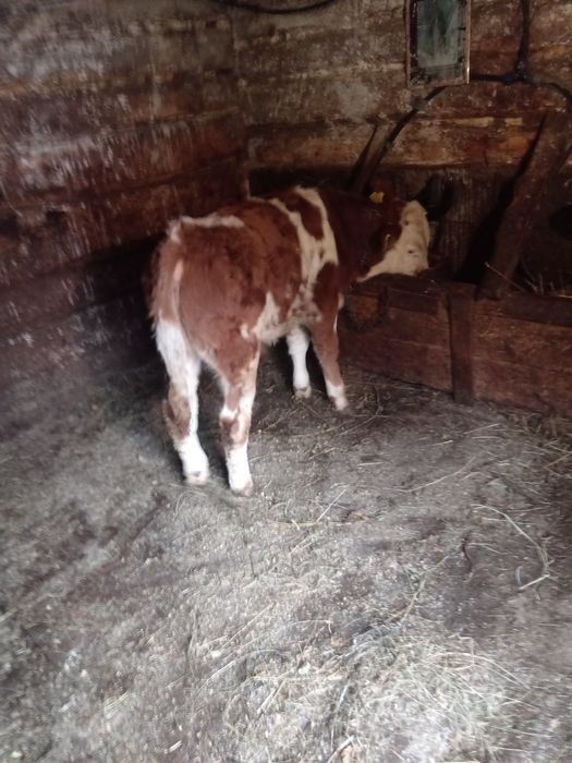 Vindem vitel de trei luni