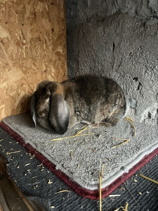 Femela matură berbec german