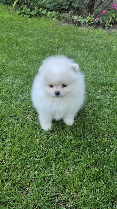 Женско померанче,померан