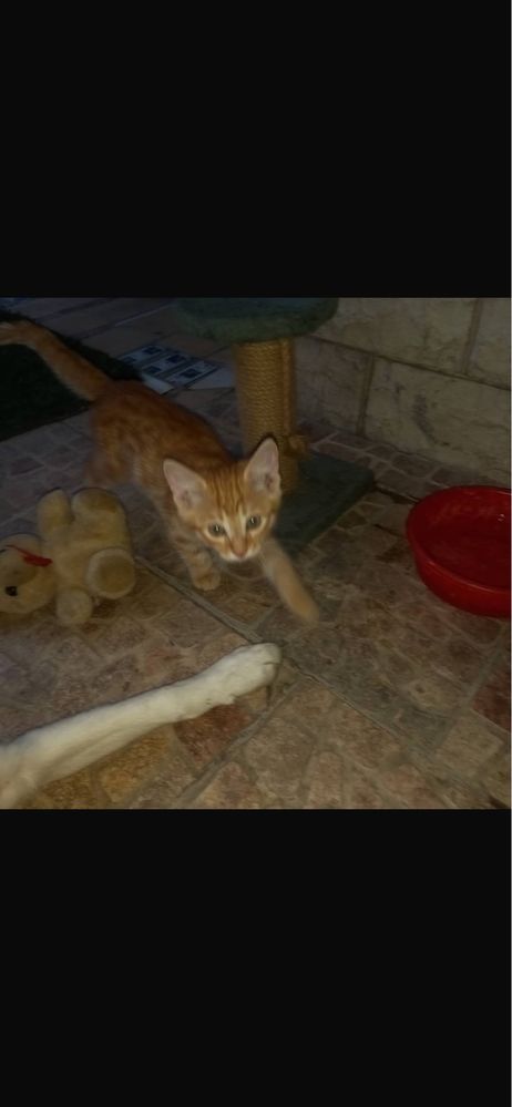 отдам котят в ответственные руки