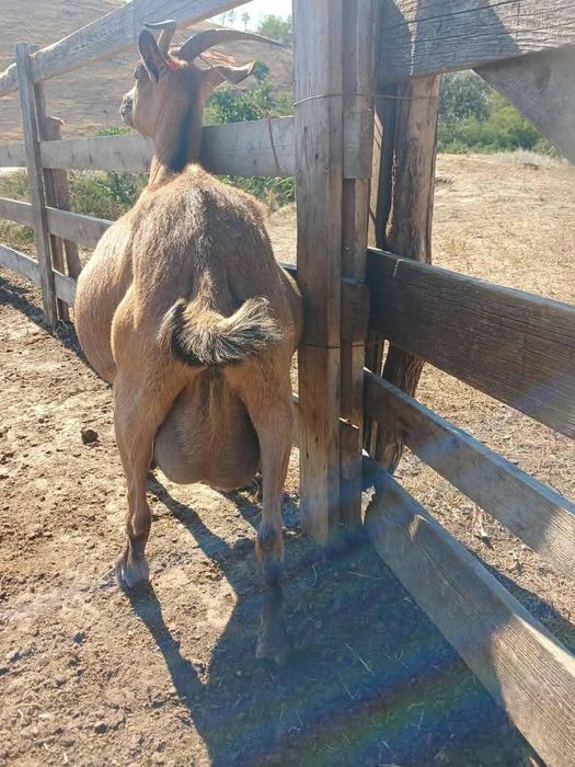 De vânzare capră Alpina Franceză