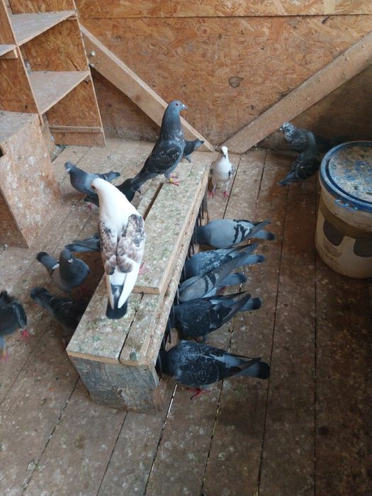 Porumbei voiajori  pui nezburati și maturi