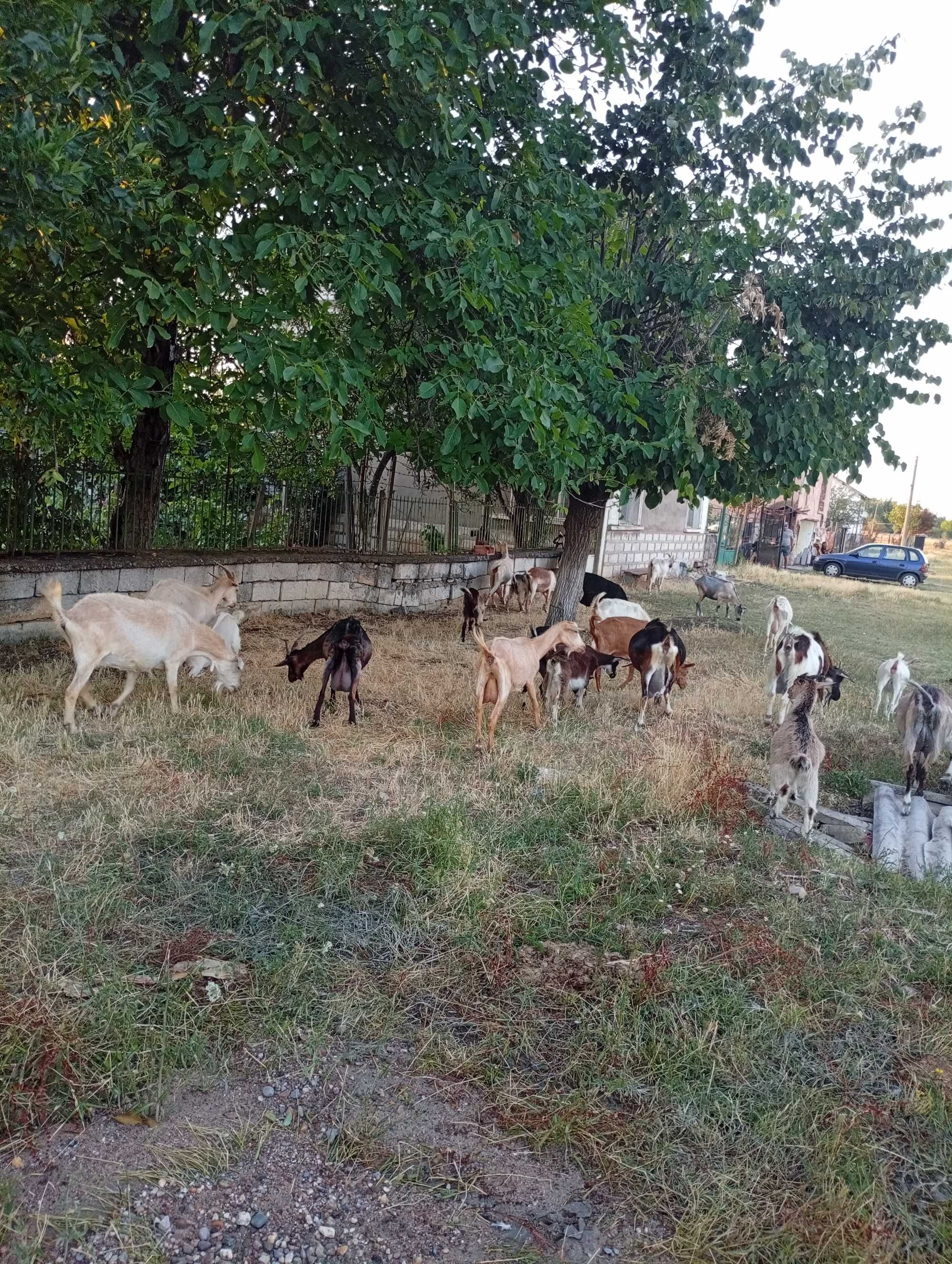 Продаване на кози