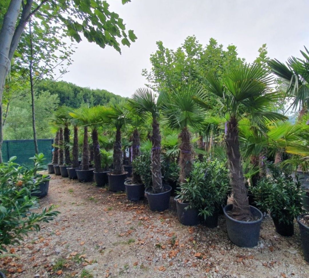 Palmierii trachicarpus Fortunei rezistenți la îngheț