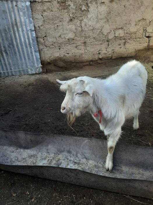 Теке сатылады порода Заанен