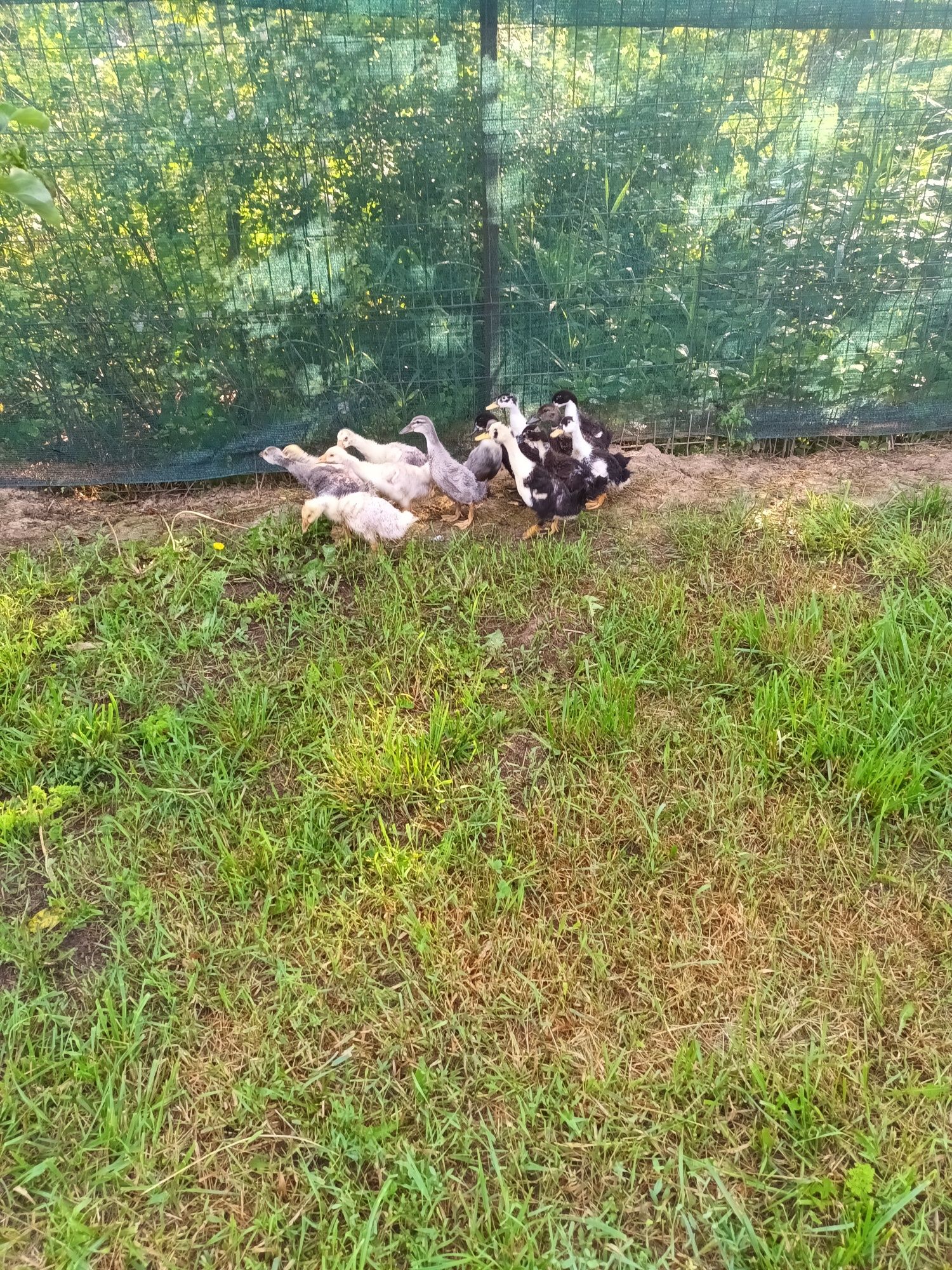 Se vinde 9 boboci de rățuște și 5 boboci de gasca