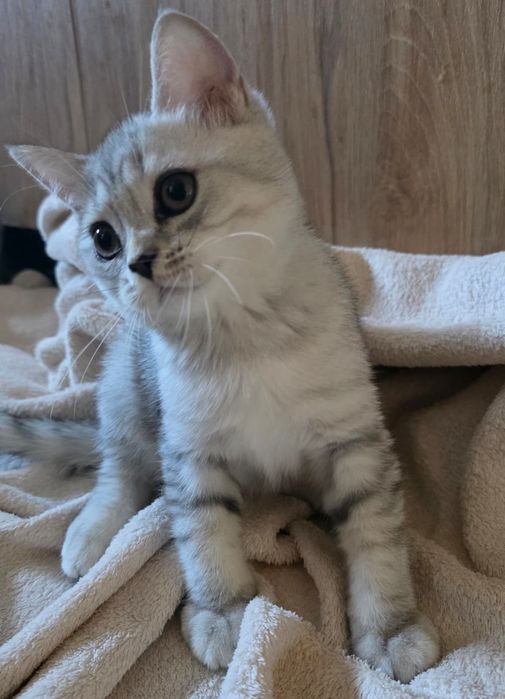 Puiut British Shorthair