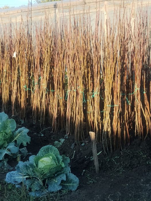 Pomi fructiferi diferite soiuri