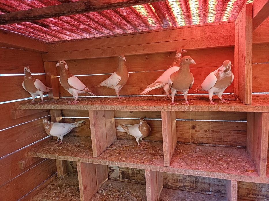 Porumbei voiajori sport meulemans