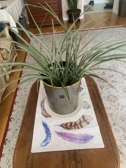 Комнатное растение Алоэ- вера, возраст 3-4г.