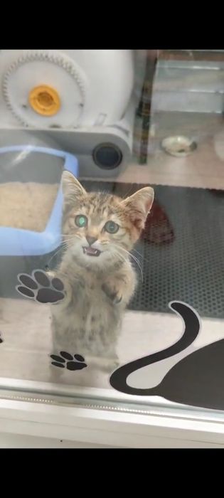 Котёнок девочка ищет дом!