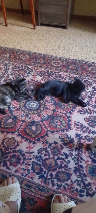 Отдам котят добрым любящим животных людям