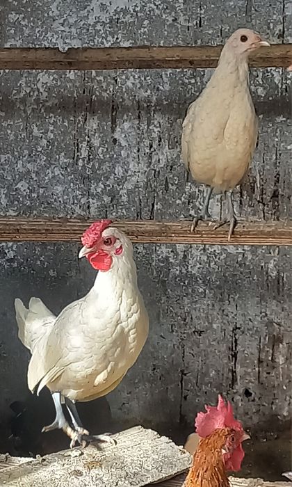 Sebright si mii de flori