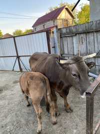 Vand vaca cu vitel Bruna de Maramures