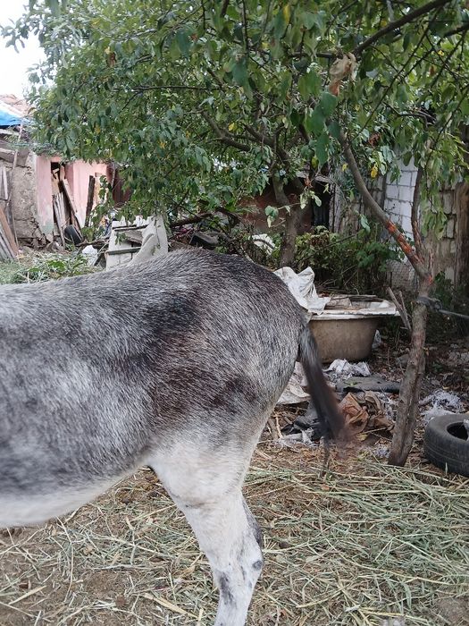 Vând măgăruș mare cat un cal