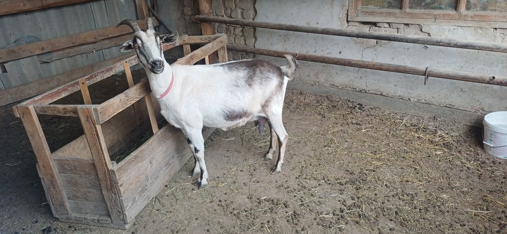 Сауын асыл тукымды ешки сатылады