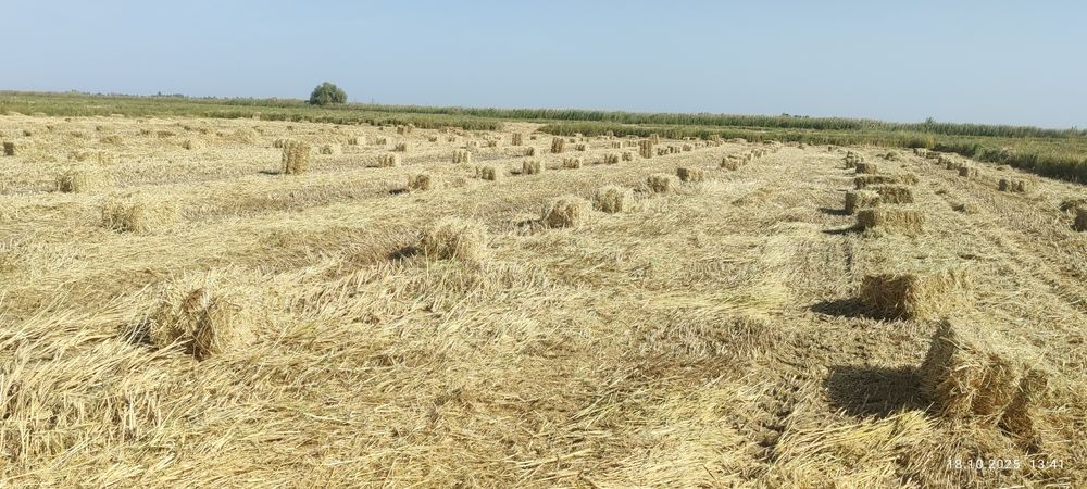 Продаются тюки рисовой соломы.