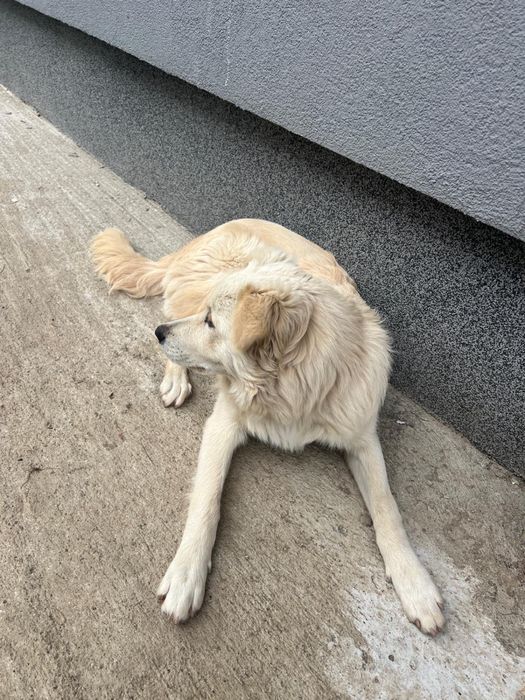 Donez Caine Metis 8 Luni