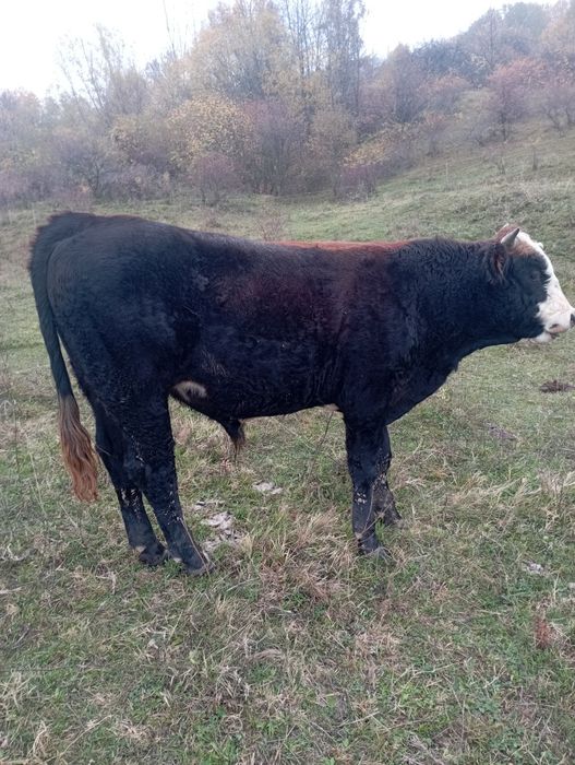 Vând 4 tăurași i și o vițică