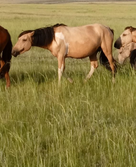 Биелер сатылады, ту бие, құлынды бие