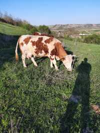 Vaca baltata cu vitel