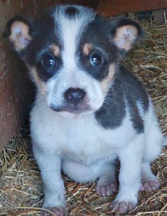 Щеночки красивые ищут мам-пап