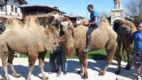 Калимански камили
