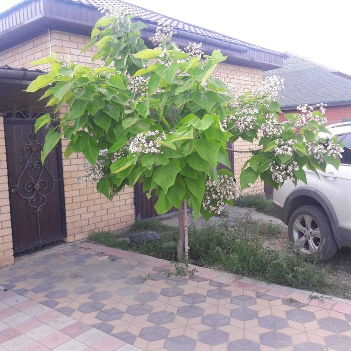 Саженцы Катальпы
