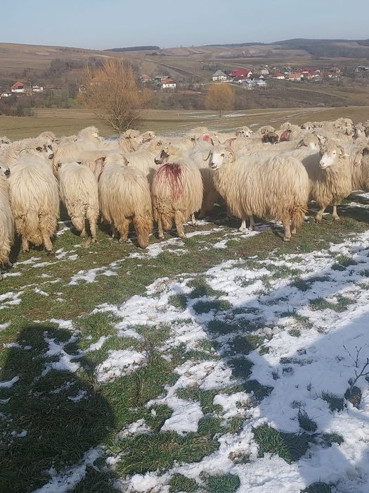 Vând 100 oi țurcane.