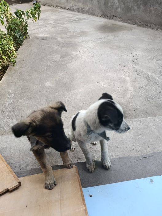 Отдам даром щенков