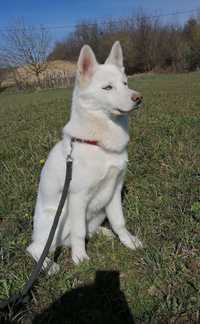 Husky siberian alb