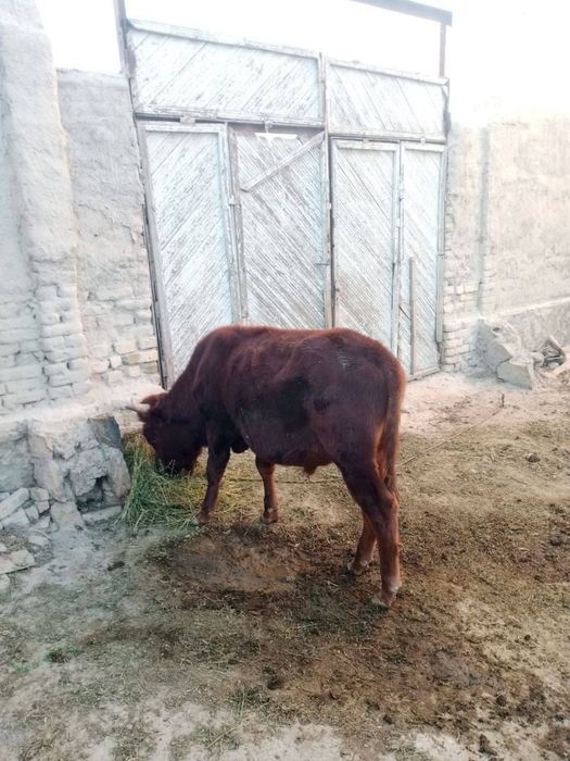 Stochna buqa sotiladi