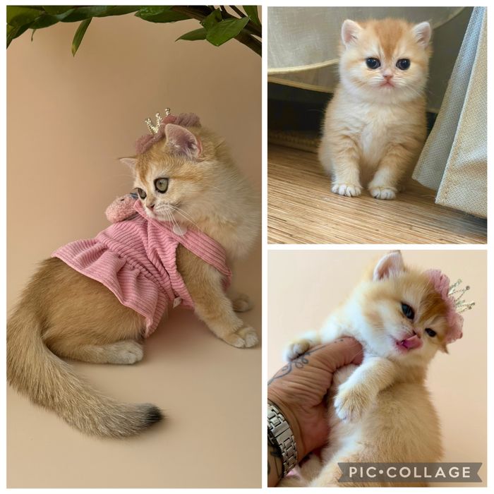 Котенок девочка Британской породы окрас Шиншилла