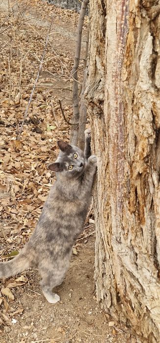 Срочно малышка девочка ищет дом