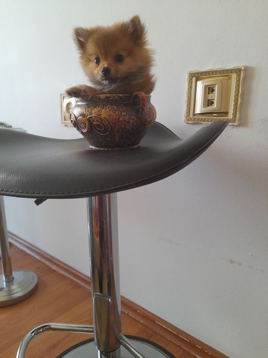 Pomeranian de vinzare