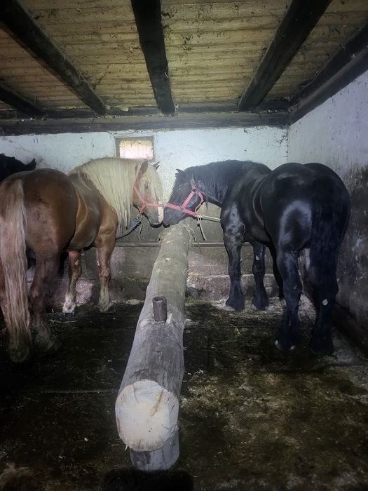 Vând cai,sau schimb cu vaci