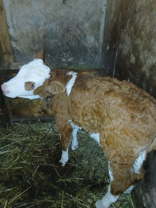 Vând vacă cu vițea