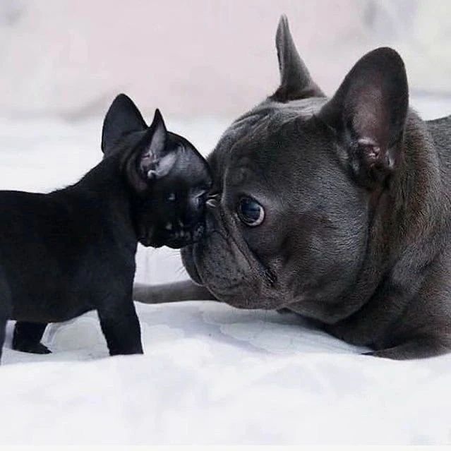 Bulldog francez femela