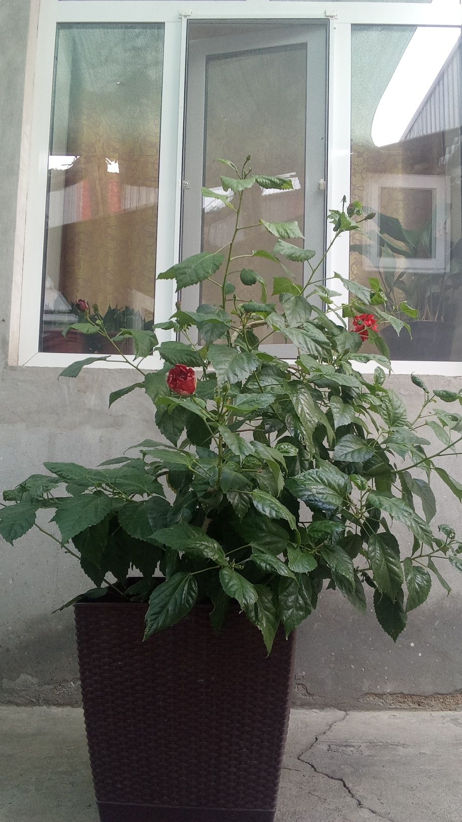 Шикарная китайская роза
