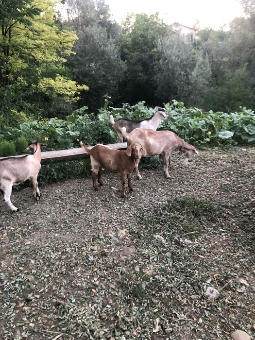 Capra cu doua iedute
