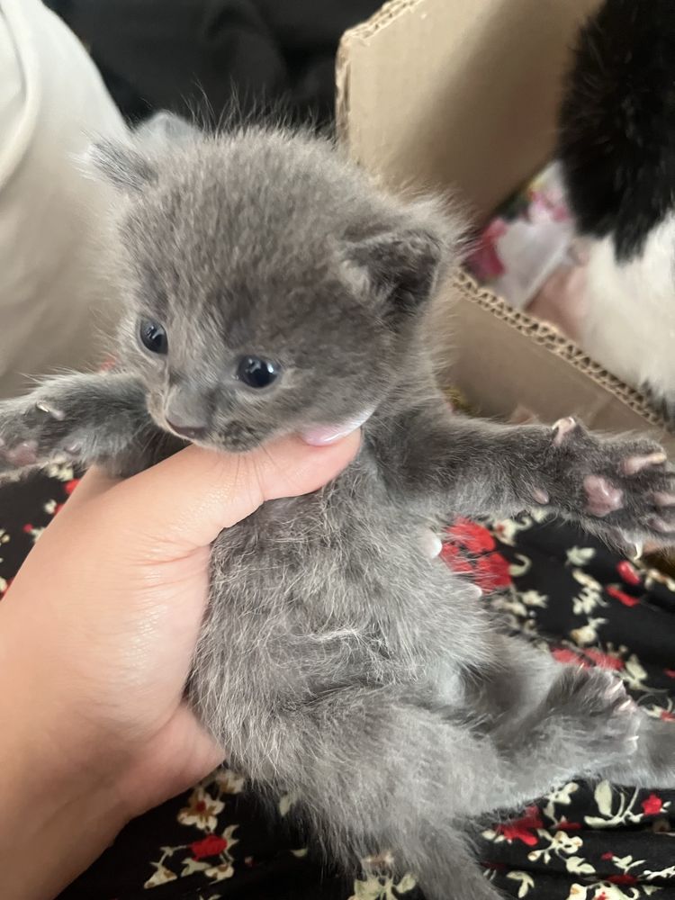 Котят в добрые руки бесплатно