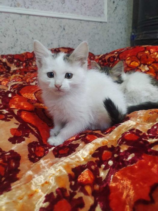 Mushuklar hadya qilinadi